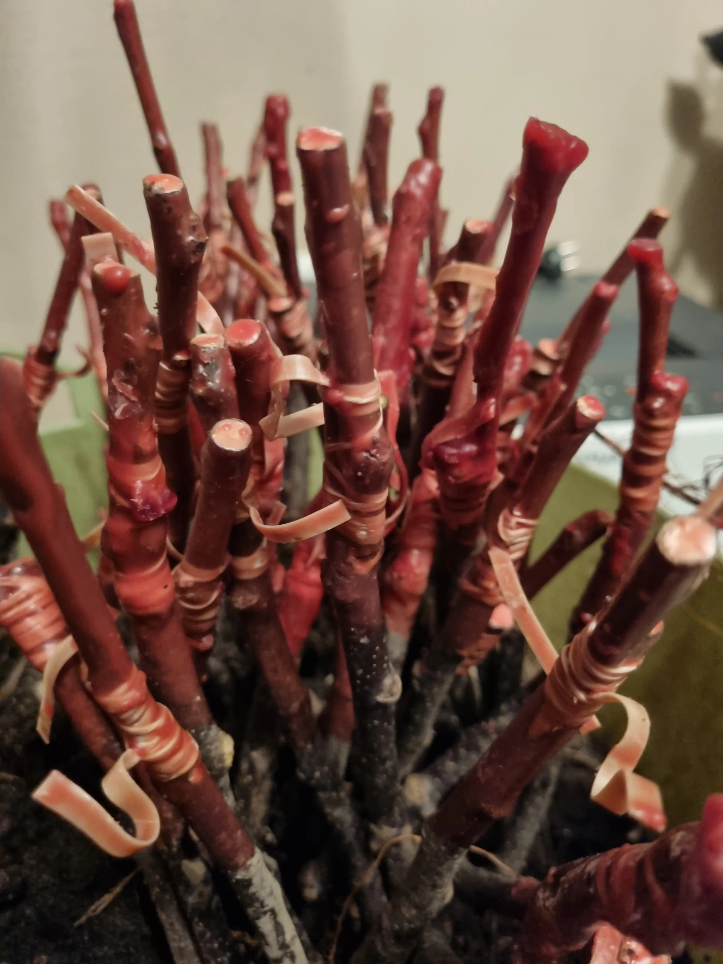 Valmiita varteoksia sidottuna kuminauhoilla